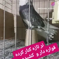 کبوتر نوکقنار