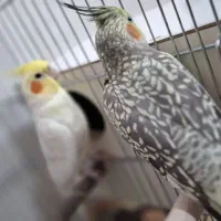 عروس هلندی مولد
