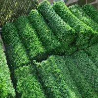 فنس چمنی و فنس برگی