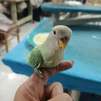 جوجه کوتوله برزیلی|پرنده|گلپایگان, |دیوار