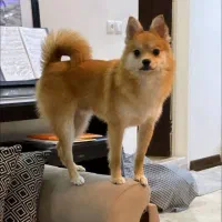 واگذاری یک قلاده سگ