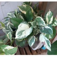 حراج گل طبیعی|گل و گیاه طبیعی|دماوند, گیلاوند|دیوار