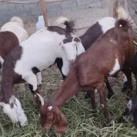 3عدد بز آبستن،2عدد بز دارای 4کهره و یک نرنده