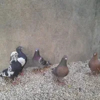 ۵عدد کبوتر سالم وسرحال با یه جوجه ۱۶۵۰تومان|پرنده|جهرم, |دیوار