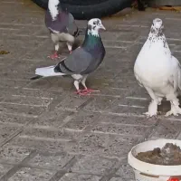کفتره جواب داده پرشی