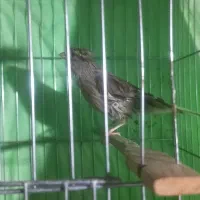 قناری ماده ابلق اماده جوان