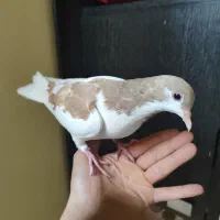 جوجه کبوتر دو پری دستی