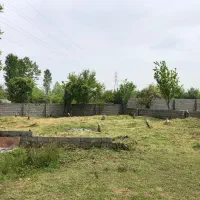 زمین-امامرود-پیچیده