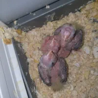 یک جفت عروس هلندی نروماده‌ به همراه سه جوجه|پرنده|شهریار, رزکان|دیوار