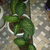 فروش گلهای دیفن