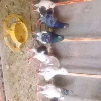 دارخوین