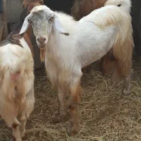 گوسفند نر سه قلو زا