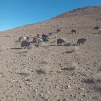 تعدادی بز محلی جوان فروشی