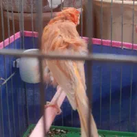 قناری و سقا|پرنده|کرمان, |دیوار