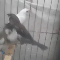 یک گله فنچ بنگالی مولد و جوان