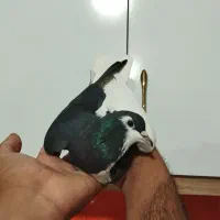 کله سفید کاکول وچپ وراست وسینه سیاه|پرنده|شادمهر, |دیوار