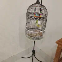 قفس پرنده با مرغ عشق