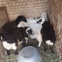 بره و تغل|حیوانات مزرعه|اردکان, |دیوار