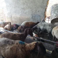 میش بره دار