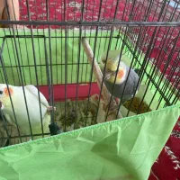 یک جفت عروس هلندی|پرنده|تالش, هشتپر|دیوار