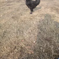 خروس مرندی|حیوانات مزرعه|نوشین شهر, |دیوار