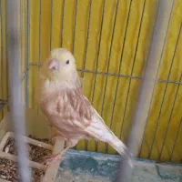 قناری نر|پرنده|ایلام, |دیوار