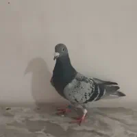 چهارتا کبوتر|حیوانات|کلاله, |دیوار
