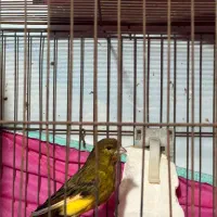 قناری نر و ماده|پرنده|رشت, علی آباد|دیوار