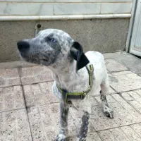 سگ نژاد دار اشپیتس|سگ|خسروشاه, |دیوار