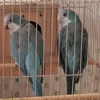 جفت مولد راهب|پرنده|اصفهان, نصرآباد|دیوار