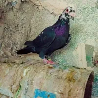 کله سفید زمانت همه چیز