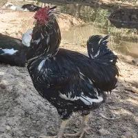 مرغ و خروس سلطان|حیوانات مزرعه|شیراز, کفترک|دیوار