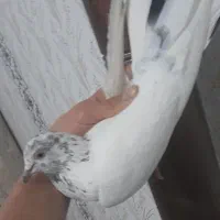 یک جفت کله برنجی پرشی