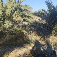 فروشنخلخرما|خدمات باغبانی و درختکاری|مهرستان, |دیوار