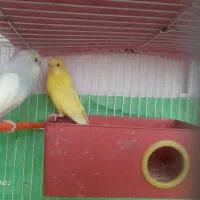 جفت مرغ عشق آماده