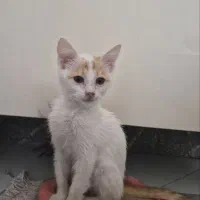 واگذاری بچه گربه