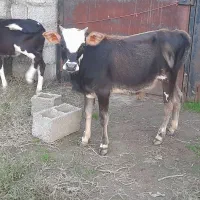 ورزا کوله بی نقص ۷ ماهه شیرمست ماستی خوشکل