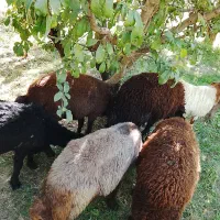 گوسفند نر سالم