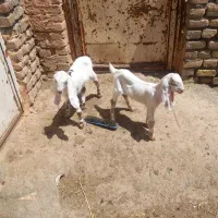 بزشیری