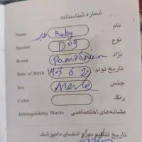 پامرانین روباهی|سگ|زرند, |دیوار