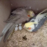 جفت کار درست|پرنده|تفت, |دیوار