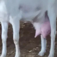 دوراس بز سانن