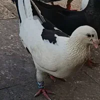 کبوتر هومر