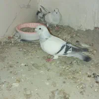 کبوتر رنگی|پرنده|سراوان, |دیوار