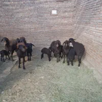 گوسفند بره دار درمراغه