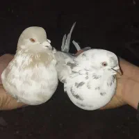 کبوتر سینه سفید