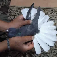ماده سیاه دم سفید