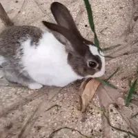 فروش دو خرگوش