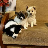 اشپیتز پامرین