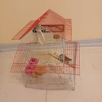 طوطی مرغ عشق جفت|پرنده|شاهین‌شهر, حافظ جنوبی|دیوار